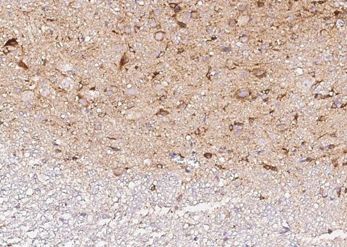 Recombinant Neurexophilin-1/NXPH1 Monoclonal Antibody-searchlist-1