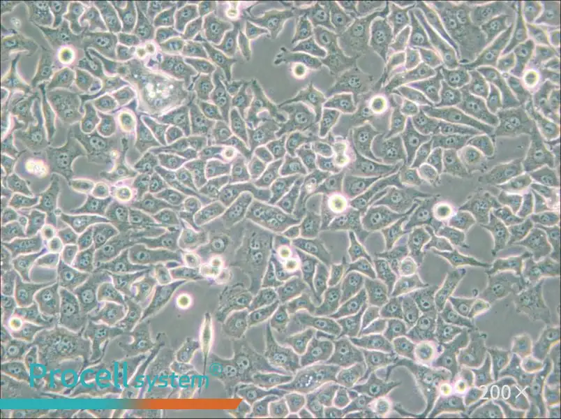 Hela S3 Cell Complete Medium - small - 6