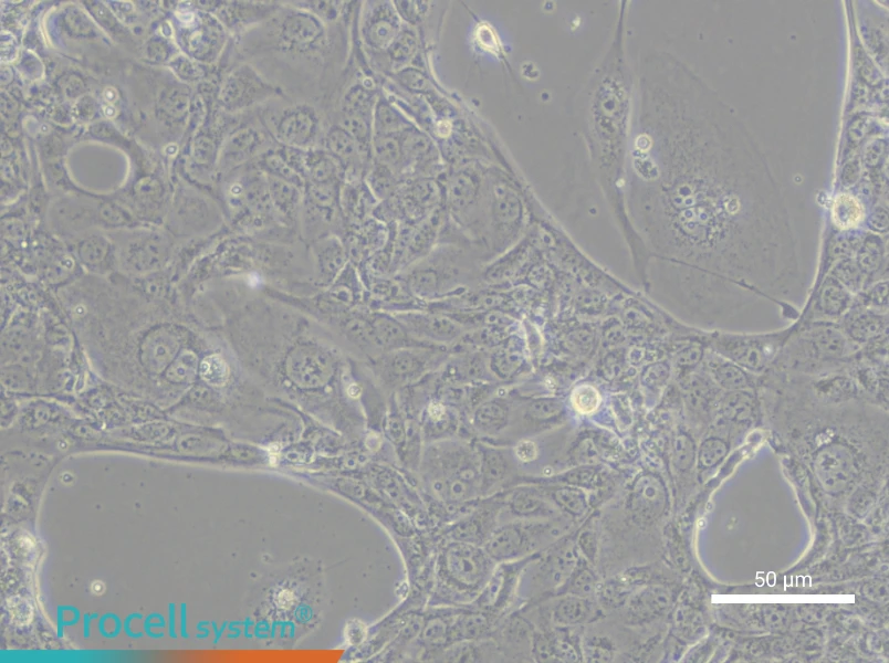 NCI-H2291NCI-H2291 - 5