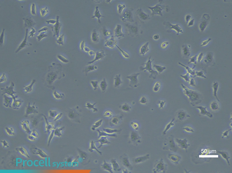 Mouse Microglial CellsMouse Microglial Cells - 6