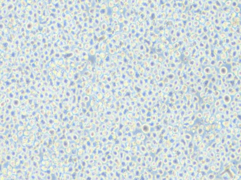 AMO1 Cell Complete Medium - small - 6