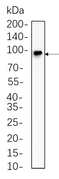 Recombinant Insulin Receptor β Monoclonal Antibody-searchlist-1