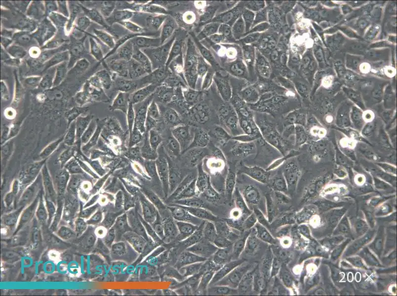 HS-5 Cell Complete Medium - 5