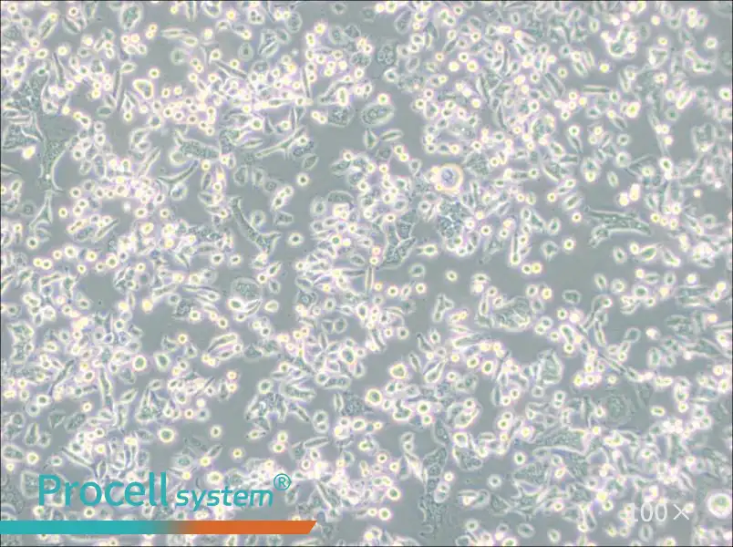 AsPC-1 Cell Complete MediumAsPC-1 Cell Complete Medium - 3