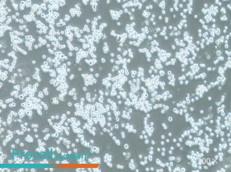 COLO 201 Cell Complete Medium - 1