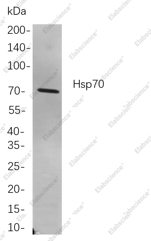 Recombinant Hsp70 Monoclonal Antibody - 1