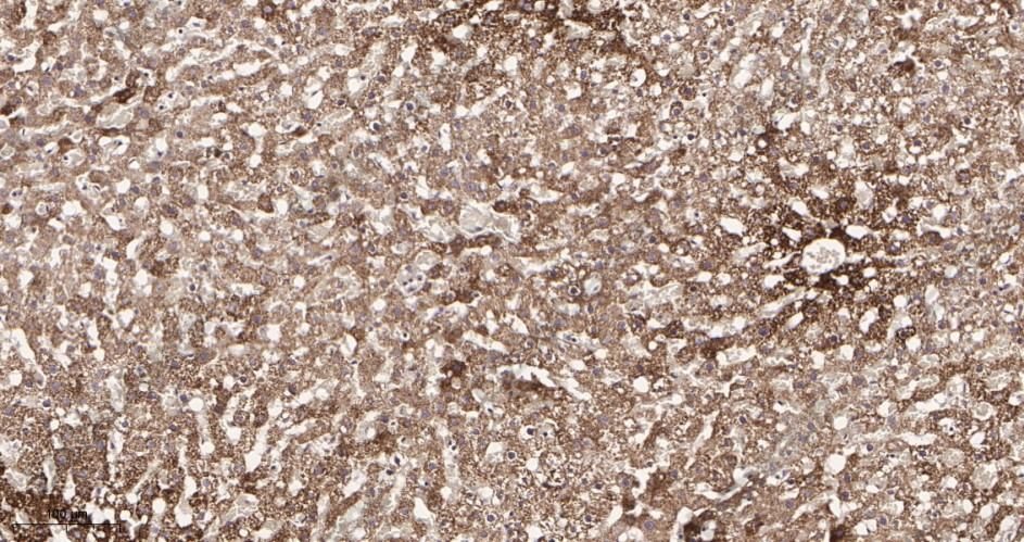 Recombinant MMP3 Monoclonal Antibody - 2