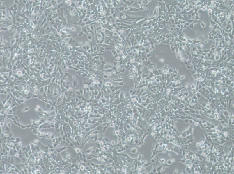 SK-N-DZ Cell Complete Medium - small - 3