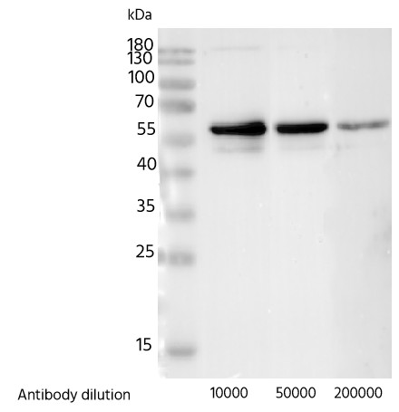 Recombinant Phospho-Src (Tyr530) Monoclonal Antibody - small - 3