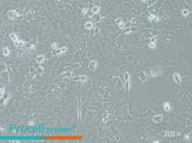 UM-SCC-1 Cell Complete Medium - 4