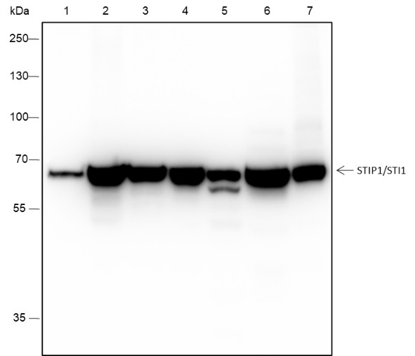Recombinant STIP1/STI1 Monoclonal Antibody-searchlist-1
