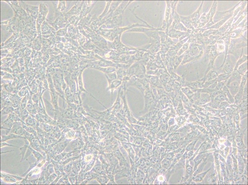 Hey Cell Complete Medium - small - 6