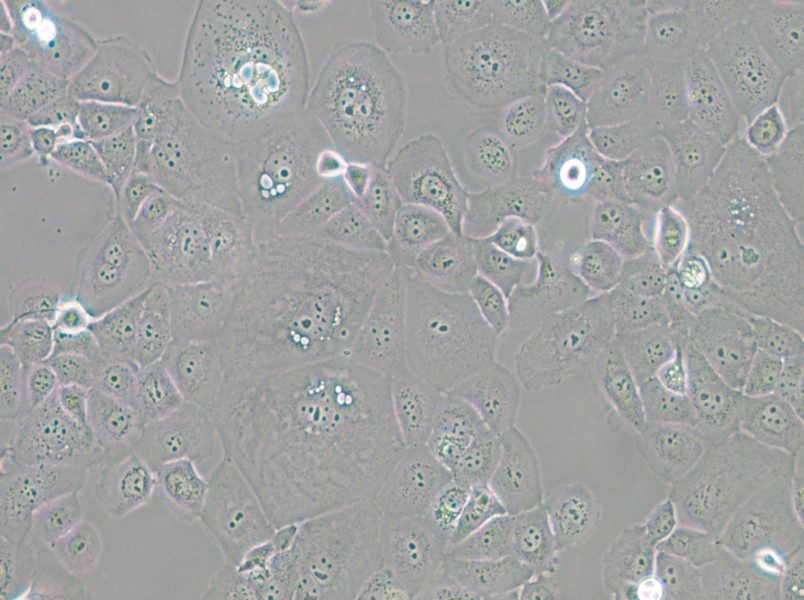 HCC1937 Cell Complete Medium - 4