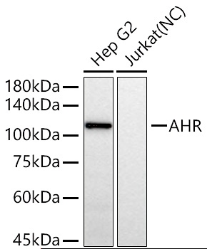 AHR Polyclonal Antibody - 2