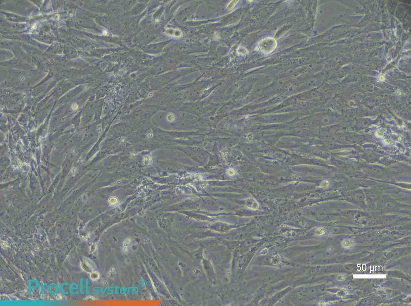 Rat Intestinal Fibroblast Complete Medium - 4