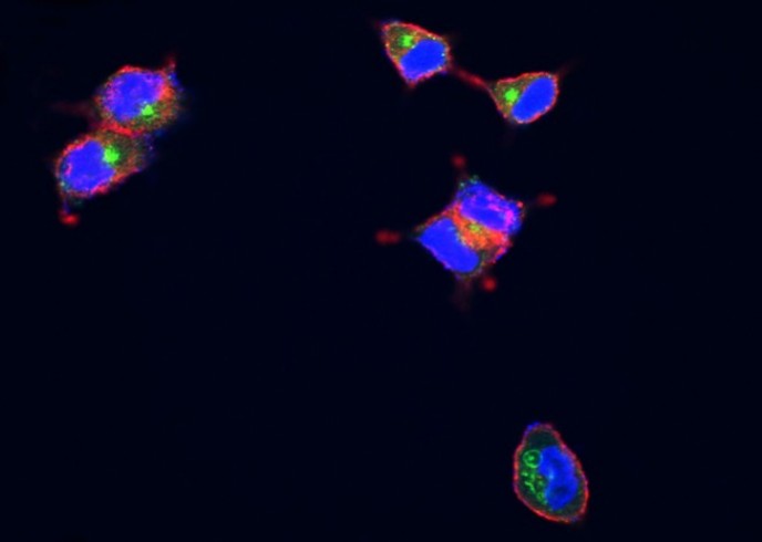 Recombinant LAMP1/CD107a Monoclonal Antibody - small - 2