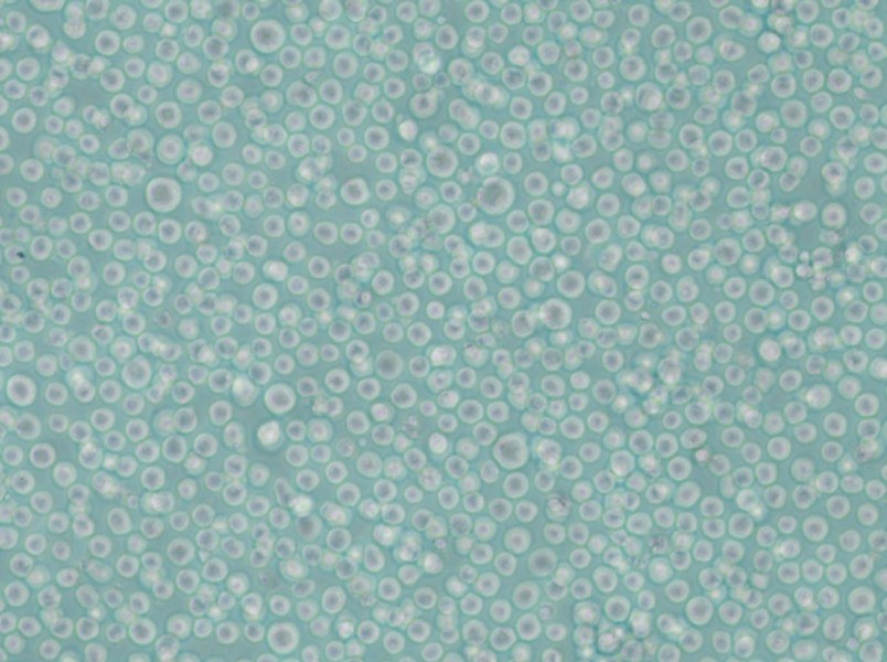 LAMA-84 Cell Complete Medium - 6