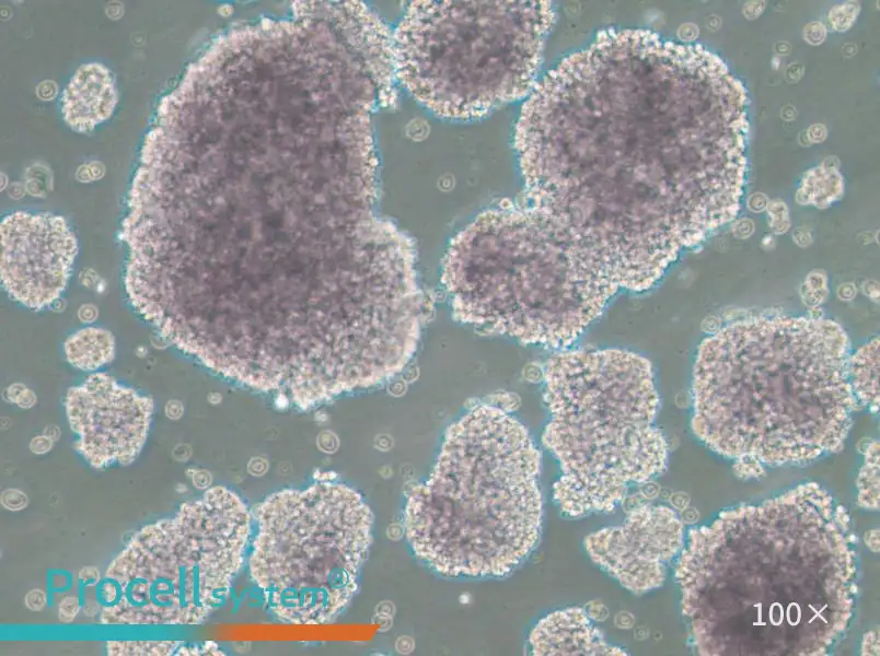 TMD8 Cell Complete MediumTMD8 Cell Complete Medium - 3