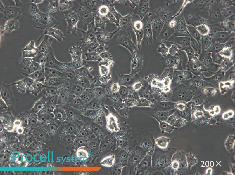 NCI-H1299 Cell Complete Medium - small - 6