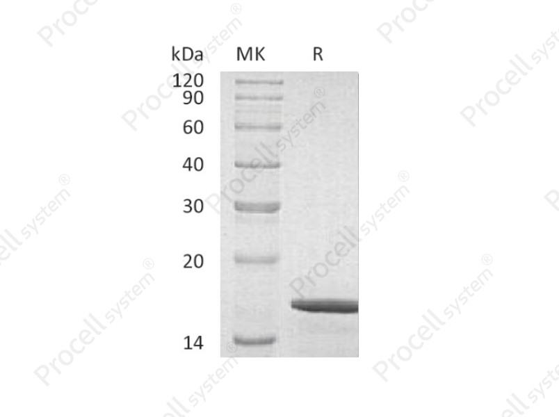 GDNF/ATF/HSCR3, Human, Recombinant