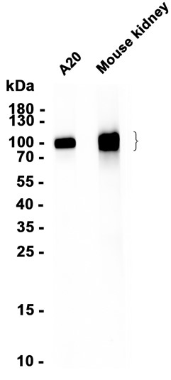 Recombinant ICAM-1/CD54 Monoclonal Antibody - 1
