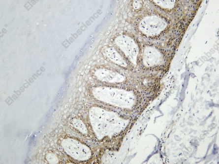 Recombinant JAM-A Monoclonal Antibody - 1