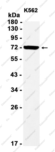 Recombinant NXF1 Monoclonal Antibody - 1