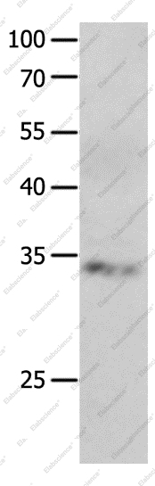 RBFOX3 Polyclonal Antibody - 1
