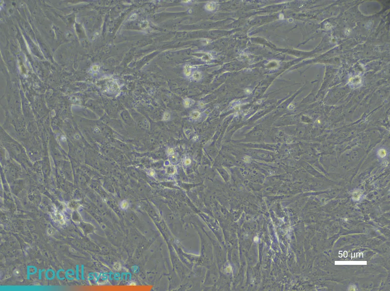 Rat Intestinal Fibroblast Complete Medium - 6