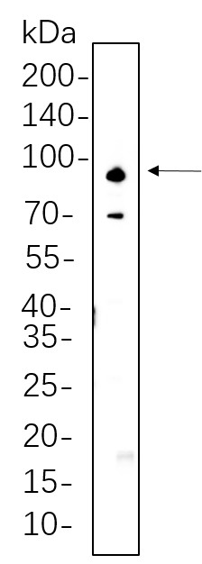 Recombinant ADAM10 Monoclonal Antibody-searchlist-1