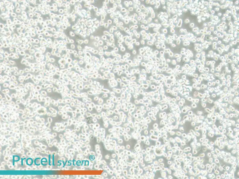 Mono-Mac-6 Cell Complete Medium - 3