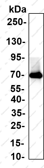 Recombinant IL-7R Monoclonal Antibody - 1