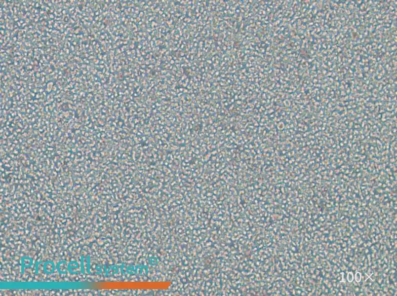 OPM2 Cell Complete MediumOPM2 Cell Complete Medium - 3