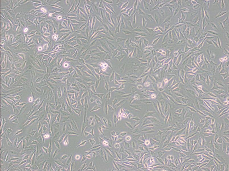 LN229 [LN-229; LNT-229] Cell Complete MediumLN229 [LN-229; LNT-229] Cell Complete Medium - 2