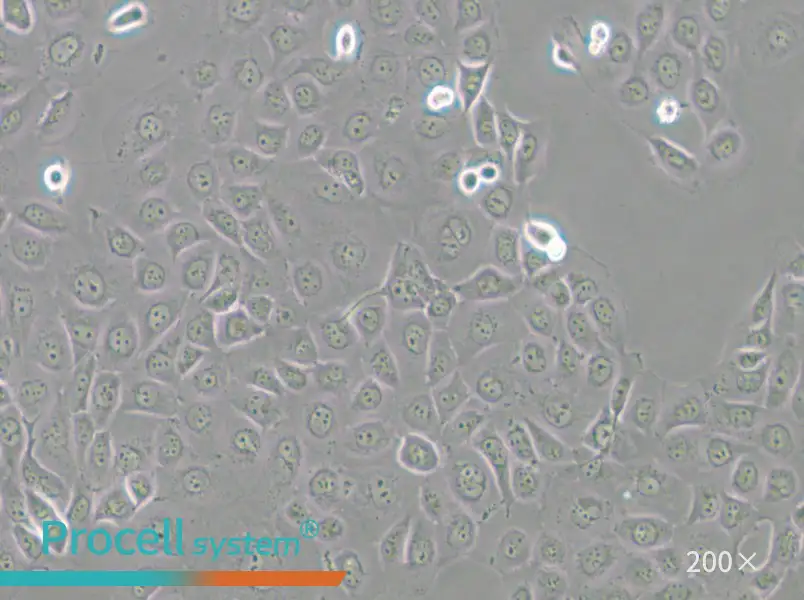 WSU-HN6 Cell Complete Medium - 4