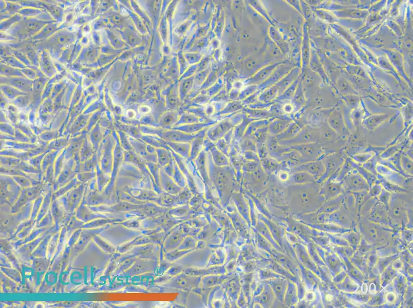 PK-15 Cell Complete Medium - 4
