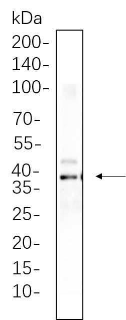 Recombinant Synaptophysin Monoclonal Antibody-searchlist-1