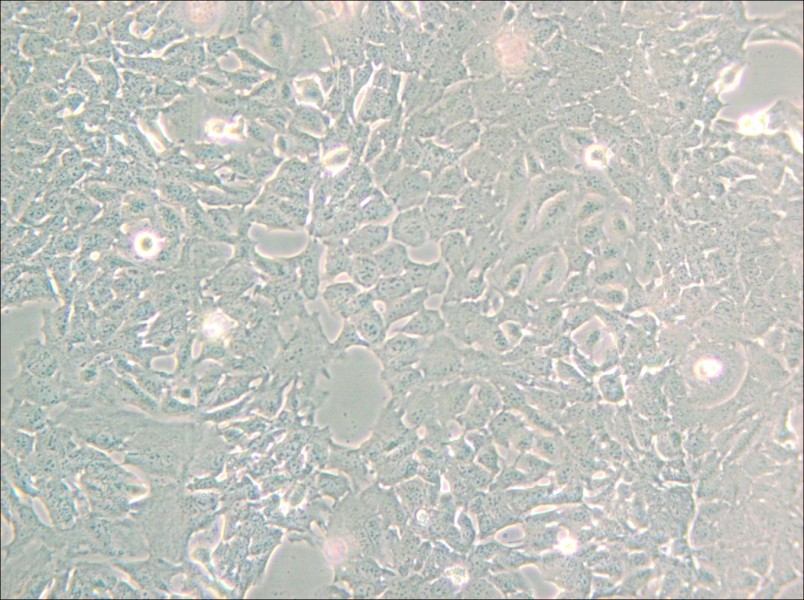 HC11 Cell Complete Medium - small - 6