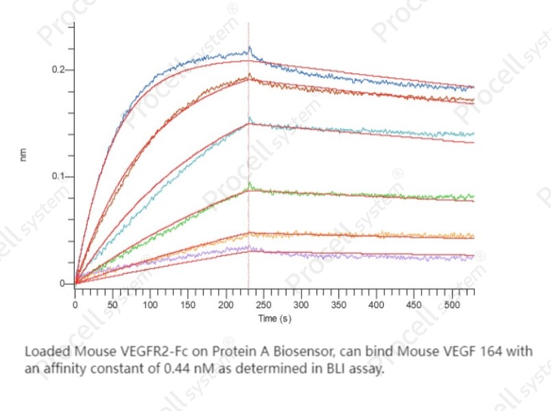 VEGF-A/VEGF164, Mouse, RecombinantVEGF-A/VEGF164, Mouse, Recombinant - 2