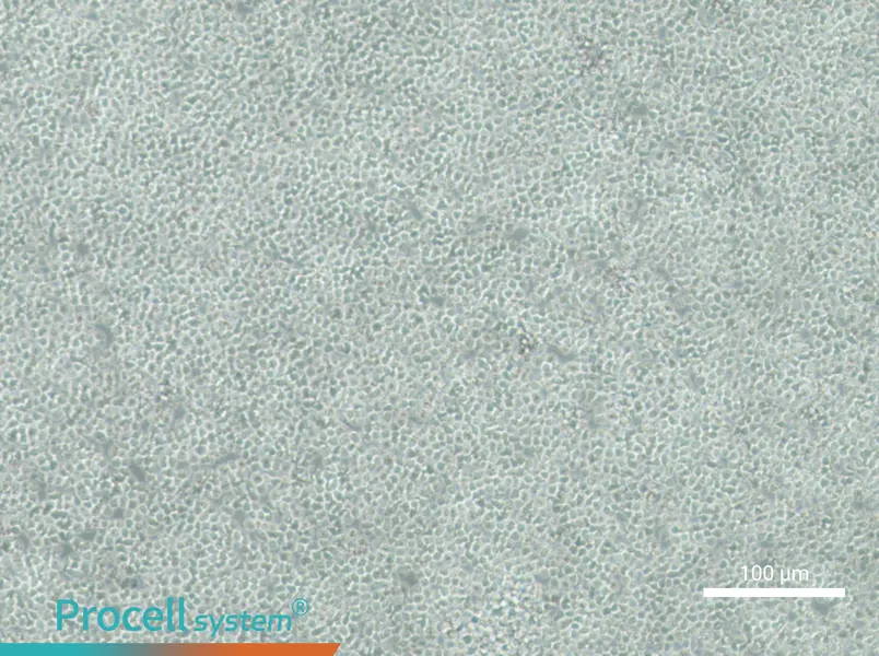 C1498-LUC Cell Complete MediumC1498-LUC Cell Complete Medium - 3