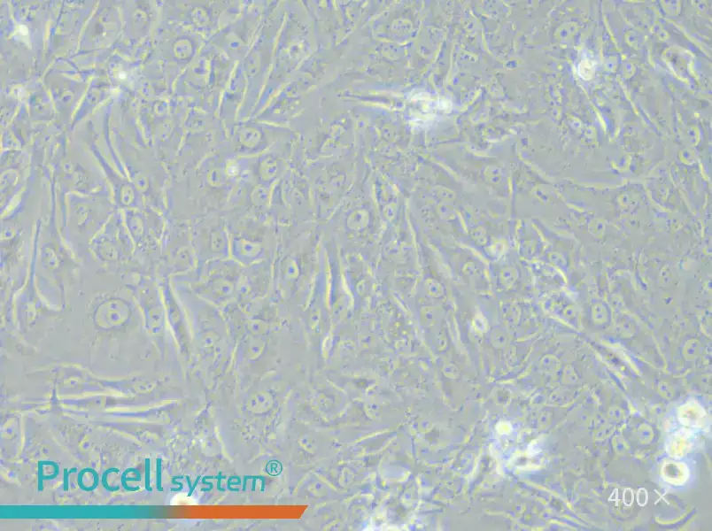 SW900 (Advanced DMEM) Cell Complete Medium - 4