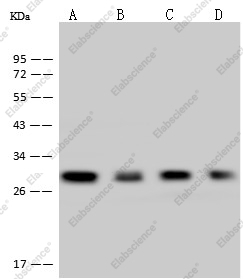 CTLA-4 Monoclonal Antibody - 1