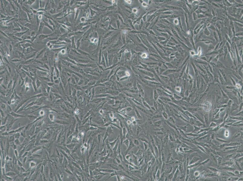 CRFK Cell Complete MediumCRFK Cell Complete Medium - 2