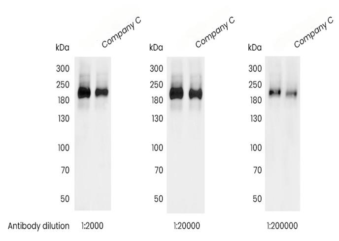 Recombinant Phospho-EGF Receptor (Tyr1068) Monoclonal Antibody - small - 2