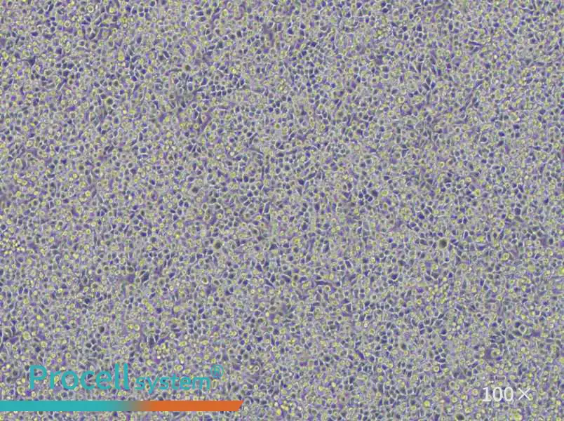 WEHI-3 Cell Complete MediumWEHI-3 Cell Complete Medium - 3