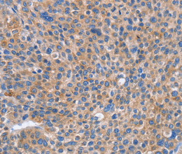 CD328 Polyclonal Antibody - 2