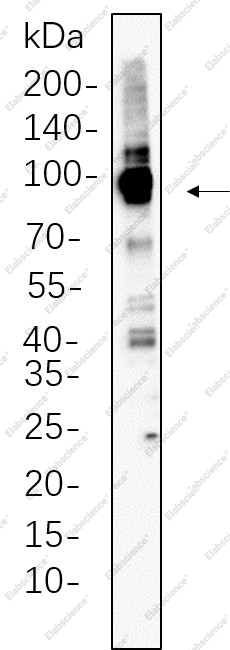 Recombinant Calnexin Monoclonal Antibody - 1
