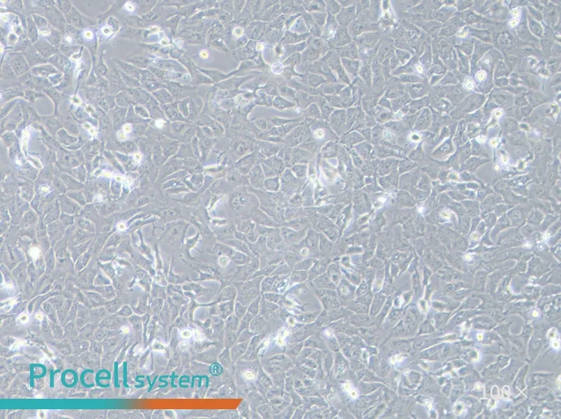 RBE Cell Complete Medium - 2