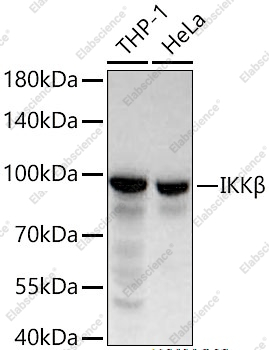 IKK beta Polyclonal Antibody - 5