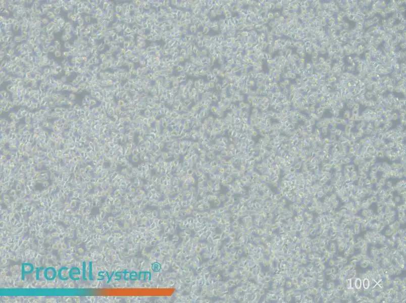JM-1 Cell Complete Medium - 1